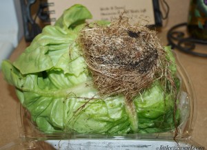 Asian Pork Lettuce Wraps with Broccoli Slaw: LittleCajunGirl.com